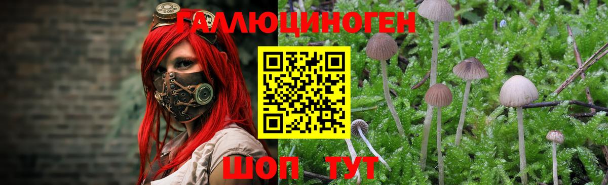 Галлюциногенные грибы Cubensis Клинцы